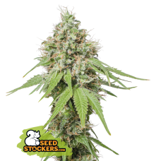 AK420 Fem