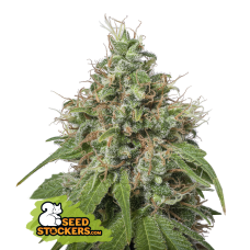 Amnesia Fem