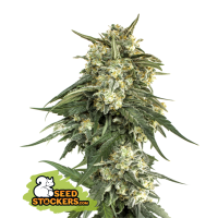 BCN Critical XXL Fast Fem