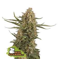 BCN Critical XXL Fem