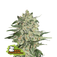 Big Bud Fem