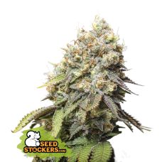 Bruce Banner Fem