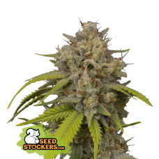 Cookies Fast Fem