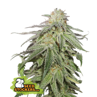 Cookies and Cream Auto