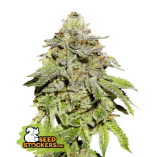 Cookies and Cream Fem