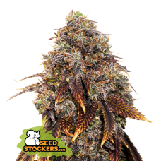 Gelato 41 Fem
