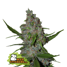 Gelato 41 Fast Fem