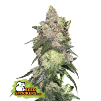 Girl Scout Cookies Fem
