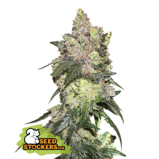 Girl Scout Cookies Fem