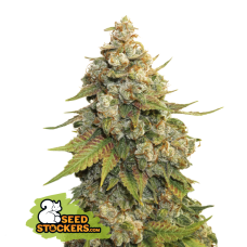 Golden Lemon Haze Fem