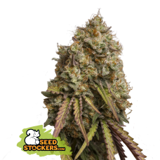 Gorilla Cookies Fem