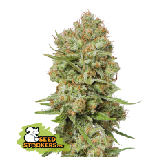 Green Crack Fem