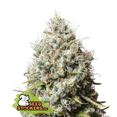 Jack Herer Fem