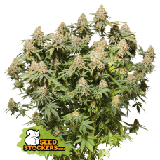 Moby Dick Fem