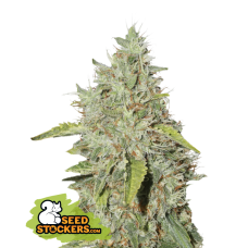Northern Lights Fem