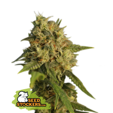 O.G. Kush Fem
