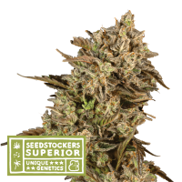 Apollo Black Cherry Fem