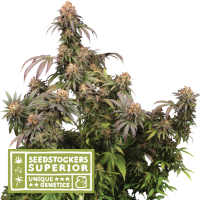 Mandarin Panties Fem