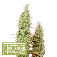 Santa Marta Haze Fem