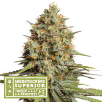 Triton Biscotto Lime Auto