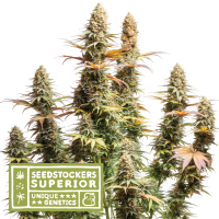 Triton Biscotto Lime Fem