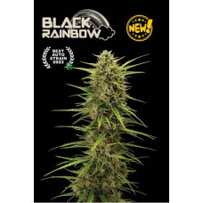 Black Rainbow© Auto