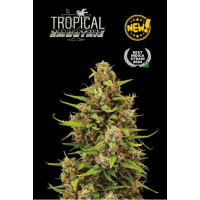 Tropical Zmoothie Auto